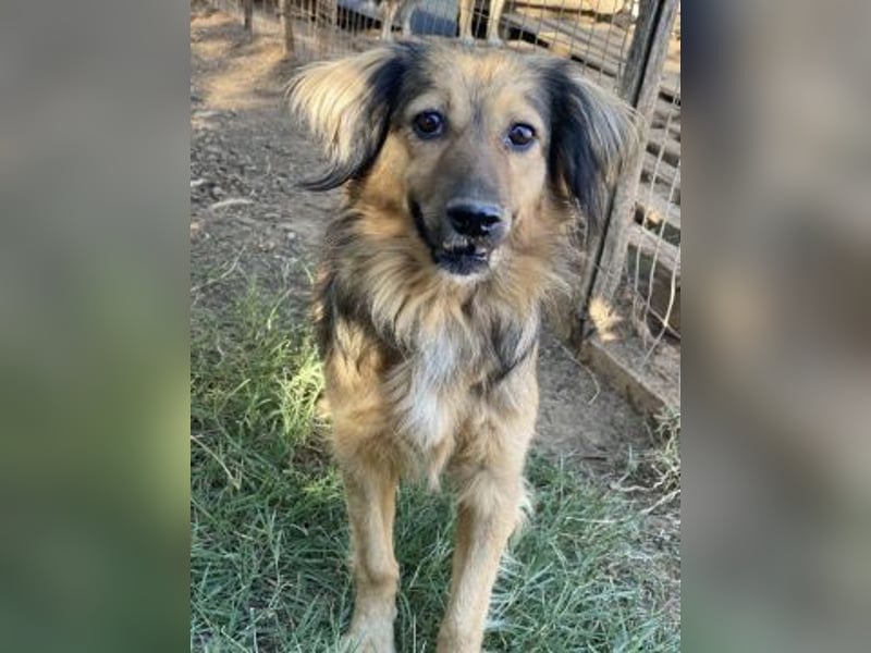 hübsche Zelda - Herzenshündin sucht ihre Menschen