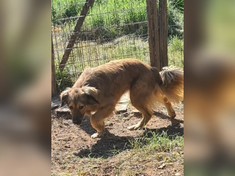 hübsche Zelda - Herzenshündin sucht ihre Menschen