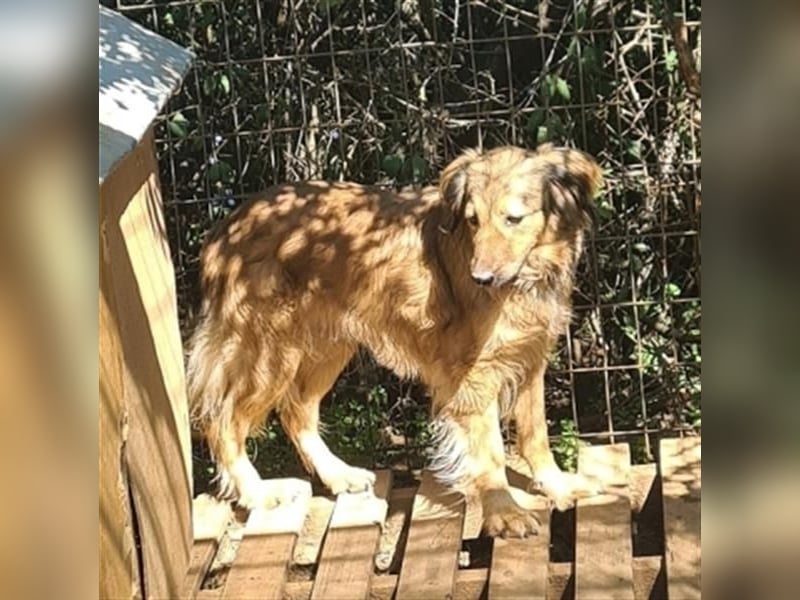 hübsche Zelda - Herzenshündin sucht ihre Menschen