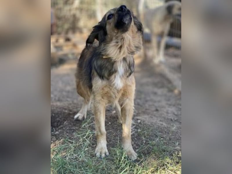 hübsche Zelda - Herzenshündin sucht ihre Menschen