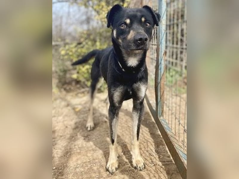 Freundlicher Smoky sucht Anschluss