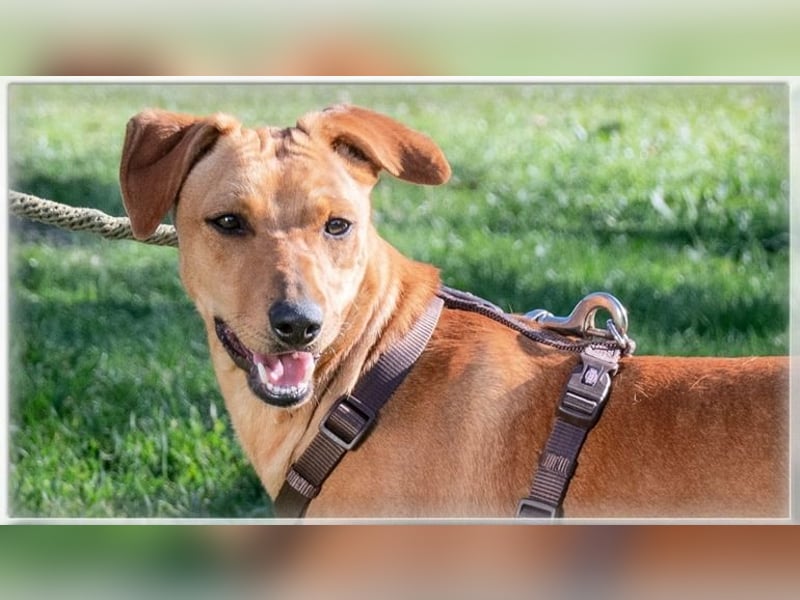 Ciana - eine sanfte Nachzüglerin