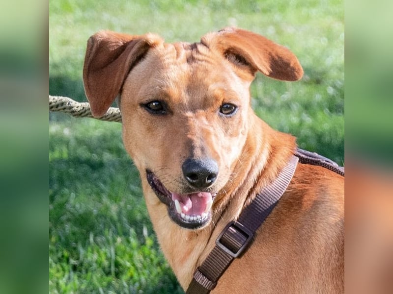 Ciana - eine sanfte Nachzüglerin