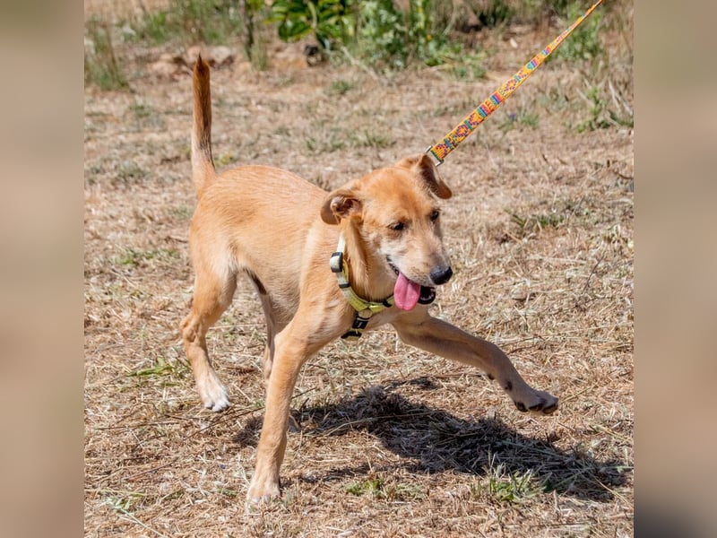 Fausto - ein munterer Geselle Fausto - ein munterer Geselle