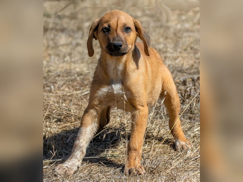 Spencer - ein fröhliches Hundekind