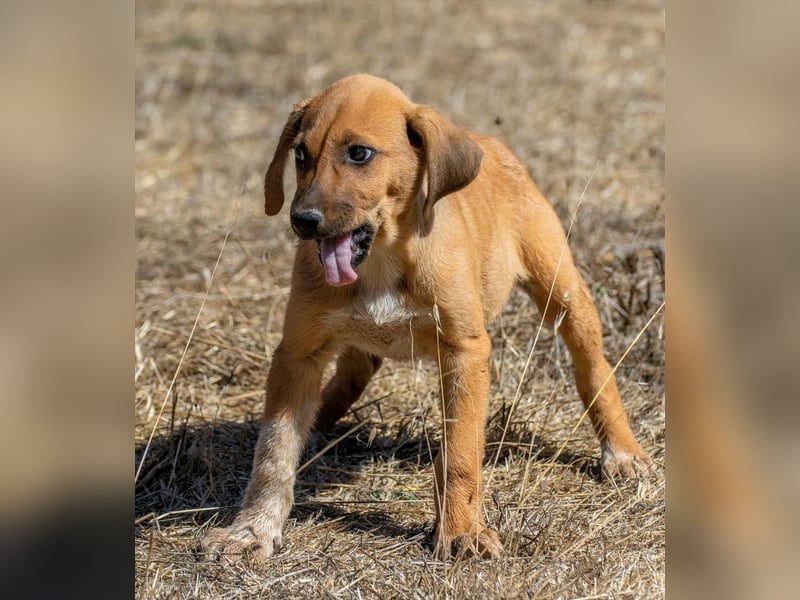 Spencer - ein fröhliches Hundekind