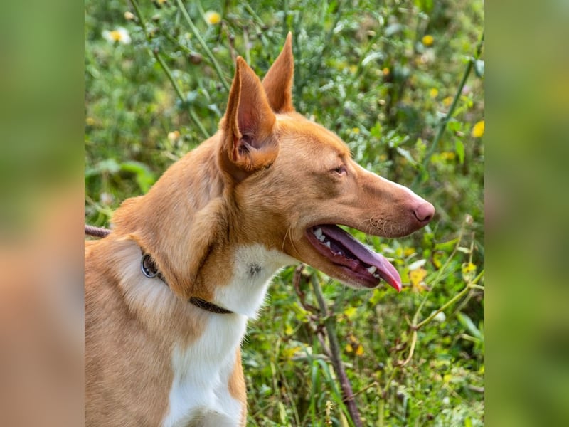 Bambi - auf der Suche nach Vertrauen