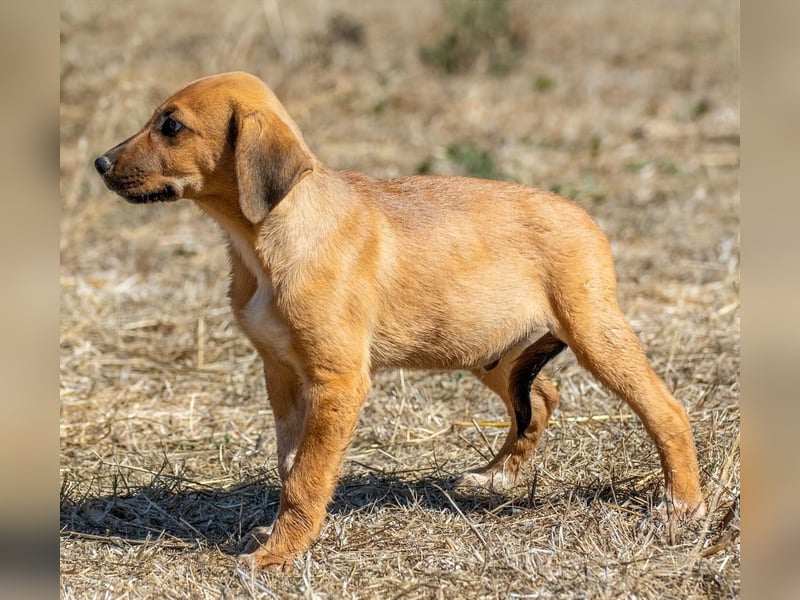 Spencer - ein fröhliches Hundekind