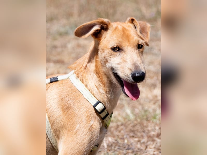 Fausto - ein munterer Geselle Fausto - ein munterer Geselle