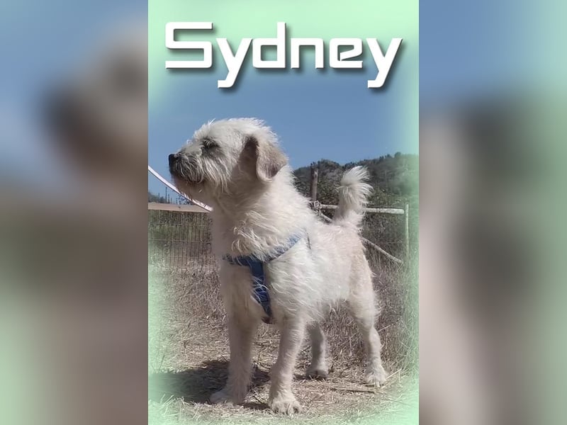 Sydney - ein ganz großer Charakter
