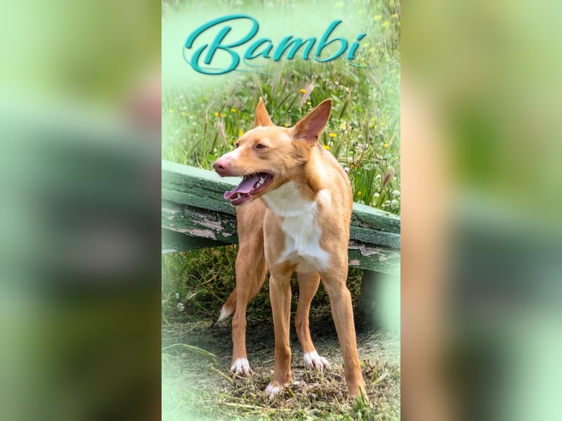 Bambi - auf der Suche nach Vertrauen