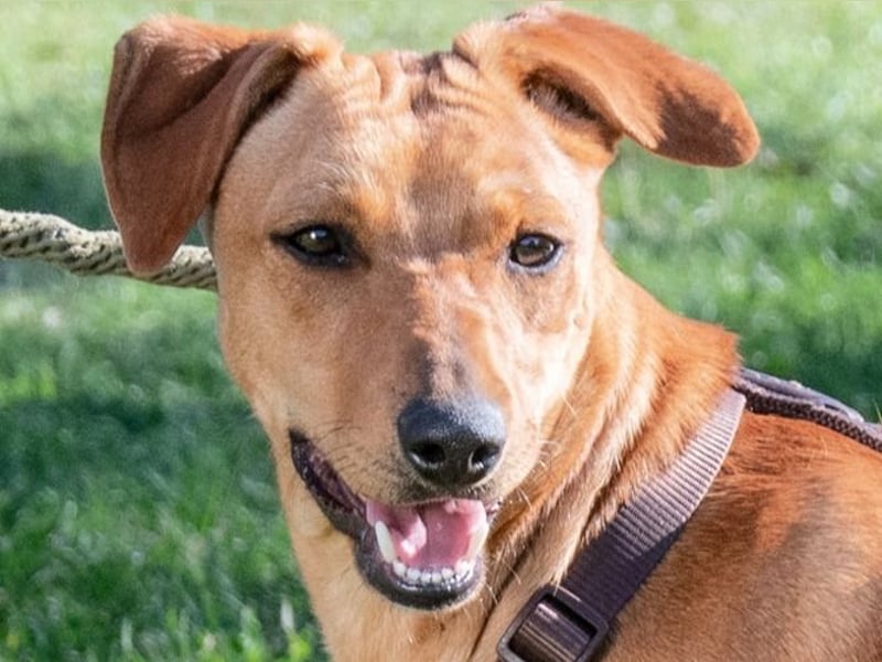 Ciana - eine sanfte Nachzüglerin Ciana - eine sanfte Nachzüglerin