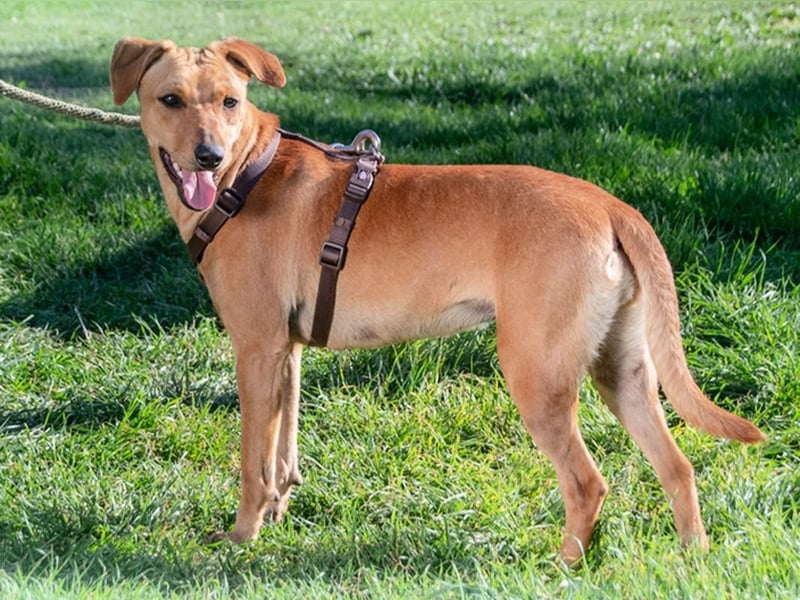 Ciana - eine sanfte Nachzüglerin Ciana - eine sanfte Nachzüglerin