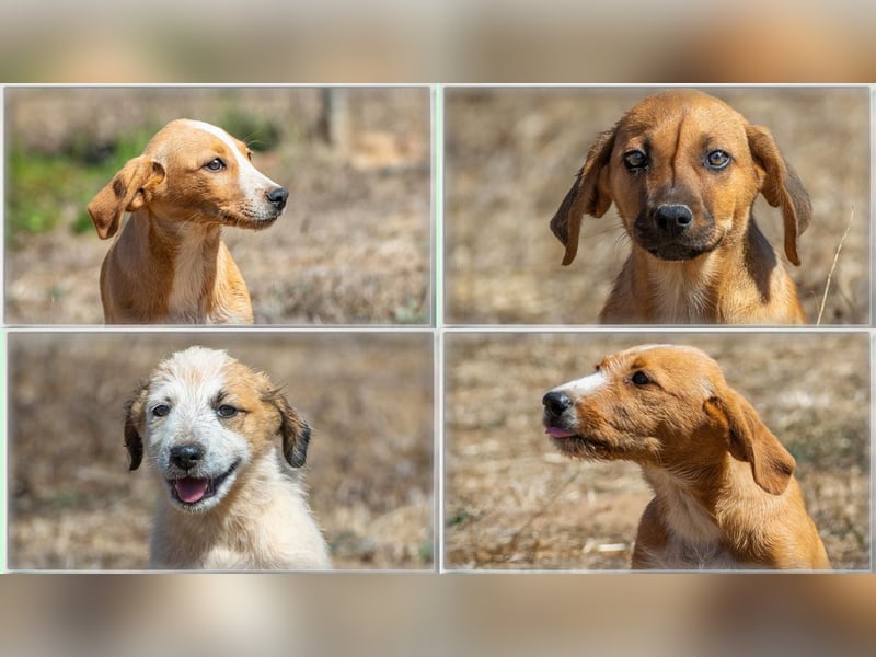 Spencer - ein fröhliches Hundekind