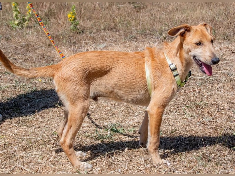 Fausto - ein munterer Geselle Fausto - ein munterer Geselle