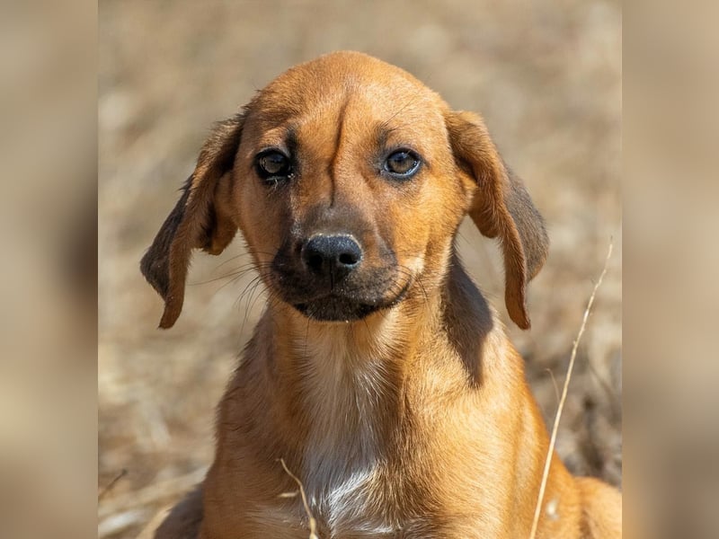 Spencer - ein fröhliches Hundekind