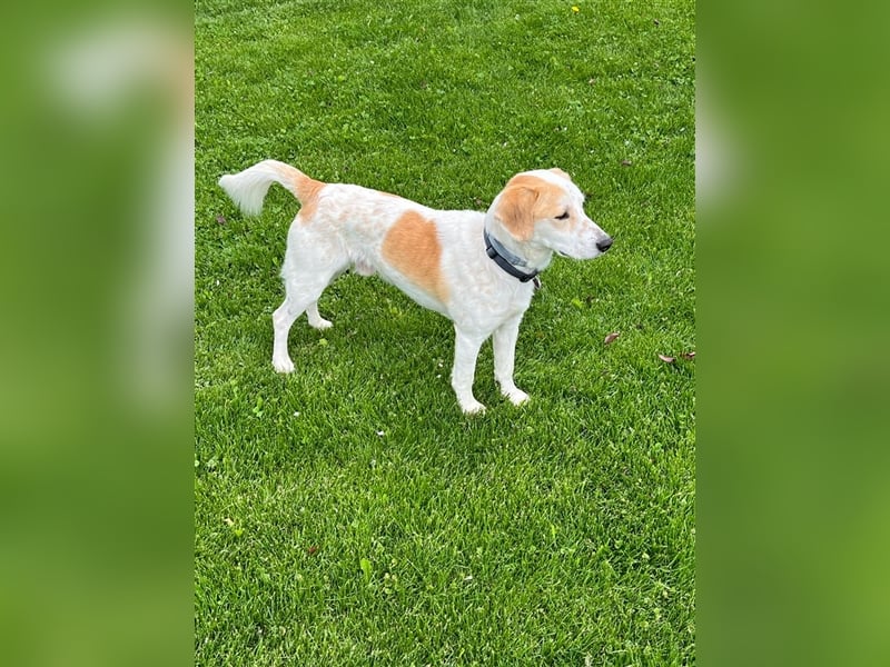 ***Leonida/Sam*** sucht sein Zuhause