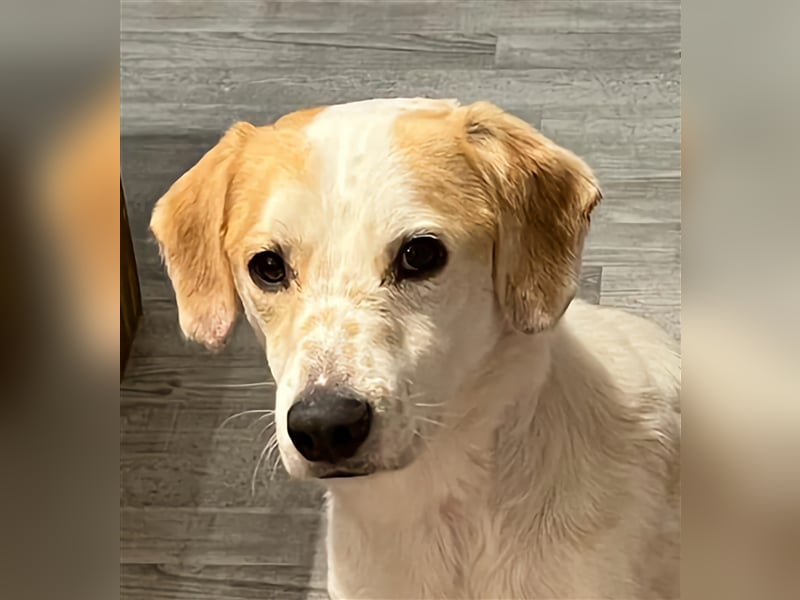 ***Leonida/Sam*** sucht sein Zuhause