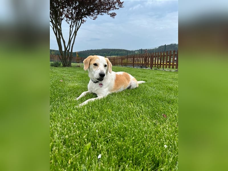 ***Leonida/Sam*** sucht sein Zuhause