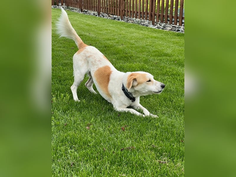 ***Leonida/Sam*** sucht sein Zuhause