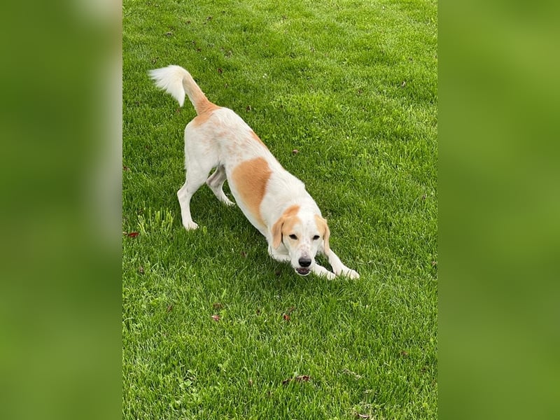 ***Leonida/Sam*** sucht sein Zuhause