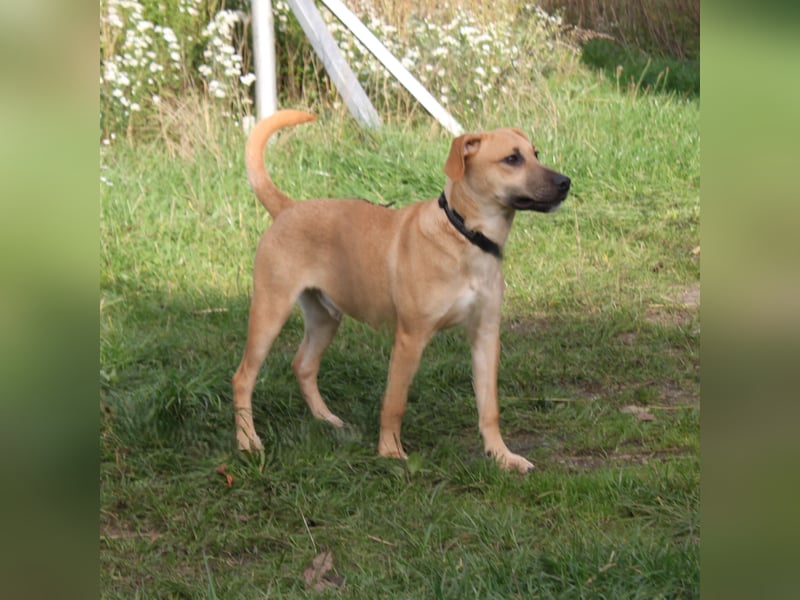 Bailey - kleiner Mann auf Familiensuche