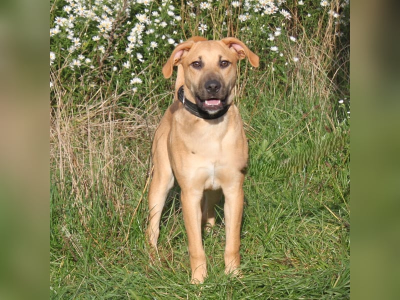 Bailey - kleiner Mann auf Familiensuche