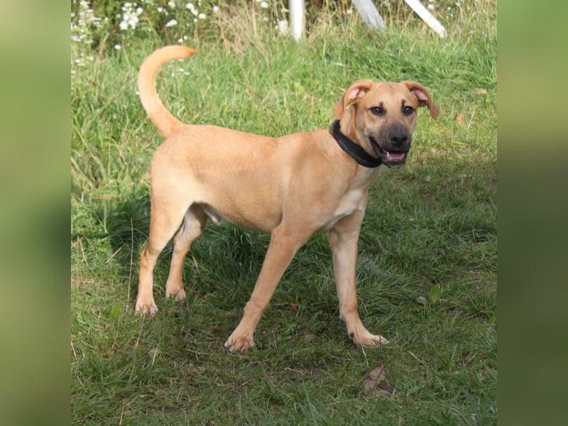 Bailey - kleiner Mann auf Familiensuche