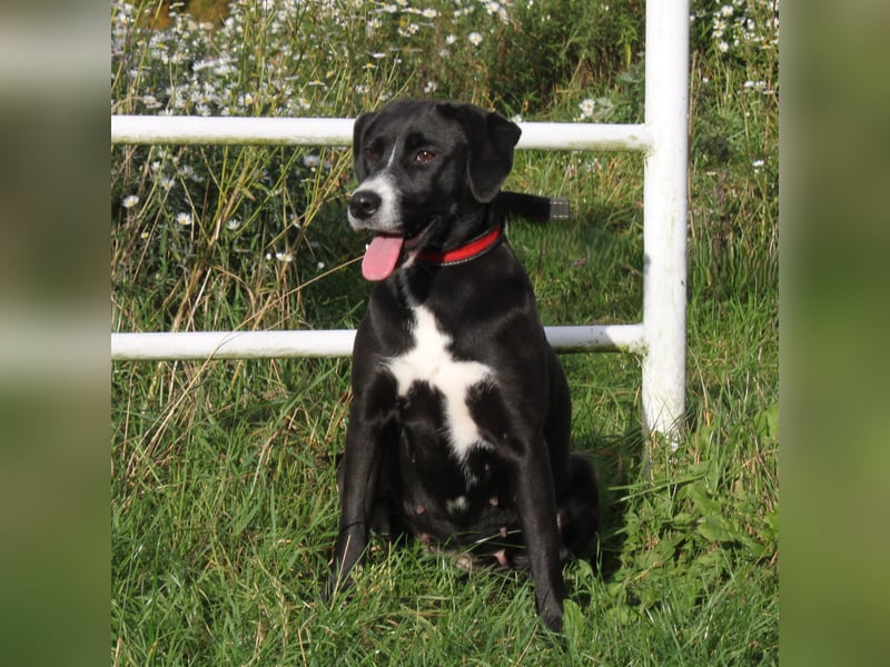 Bella - Mama sucht ihr Für-Immer-Körbchen