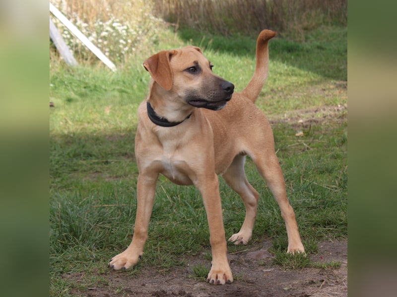 Bailey - kleiner Mann auf Familiensuche