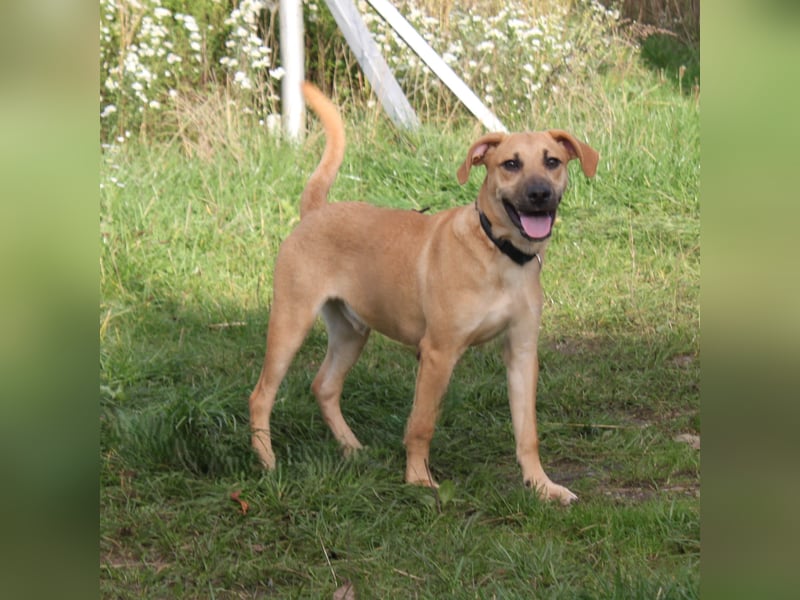 Bailey - kleiner Mann auf Familiensuche