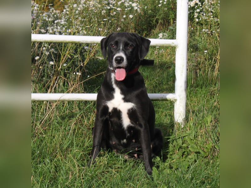 Bella - Mama sucht ihr Für-Immer-Körbchen