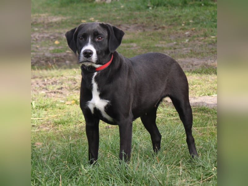 Bella - Mama sucht ihr Für-Immer-Körbchen