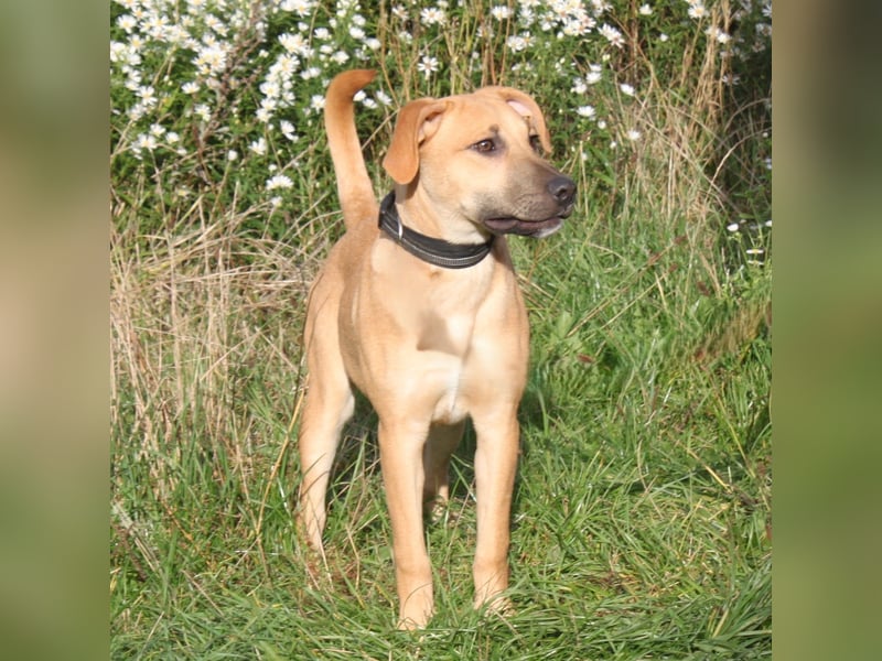 Bailey - kleiner Mann auf Familiensuche