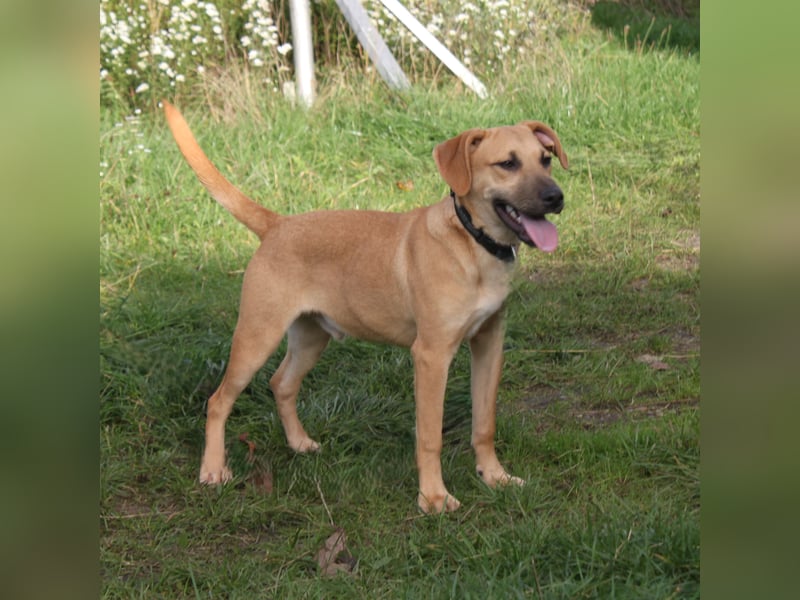 Bailey - kleiner Mann auf Familiensuche
