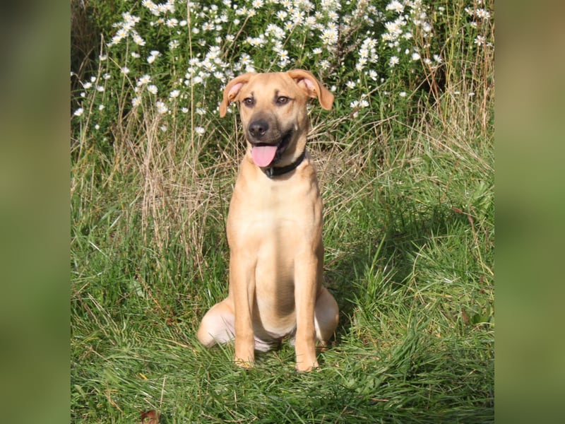 Bailey - kleiner Mann auf Familiensuche