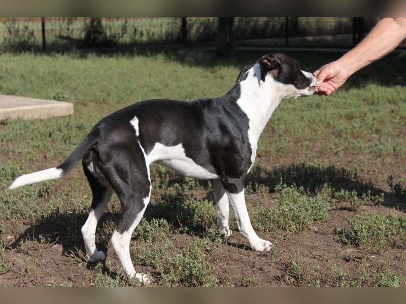 Aktive  Pepita sucht ihr Zuhause