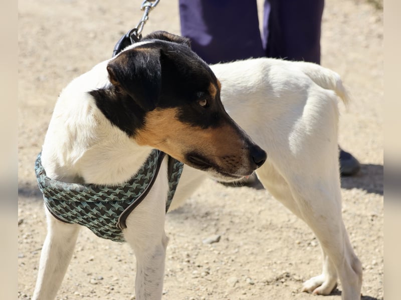 Milo - lässt sich gerne anfassen, freundlich und zutraulich