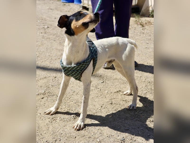 Milo - lässt sich gerne anfassen, freundlich und zutraulich