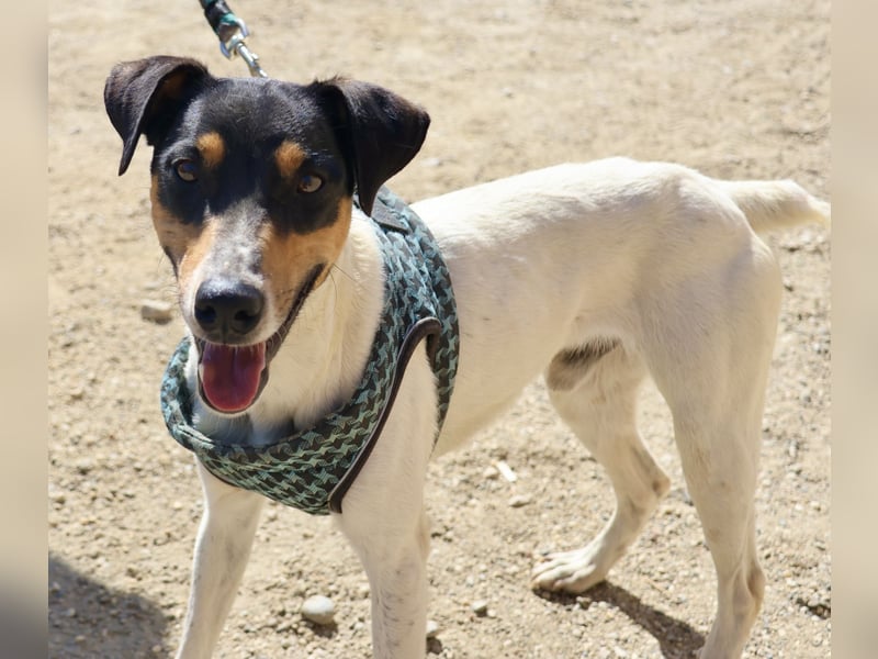 Milo - lässt sich gerne anfassen, freundlich und zutraulich
