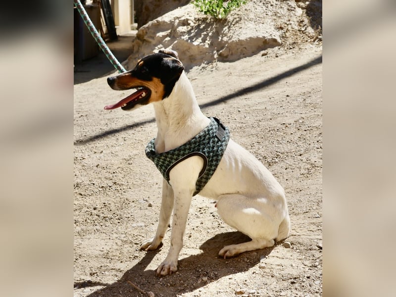 Milo - lässt sich gerne anfassen, freundlich und zutraulich