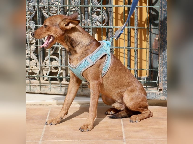 Ilia Topuria - lässt sich gerne anfassen, Leinenführig und Verspielt