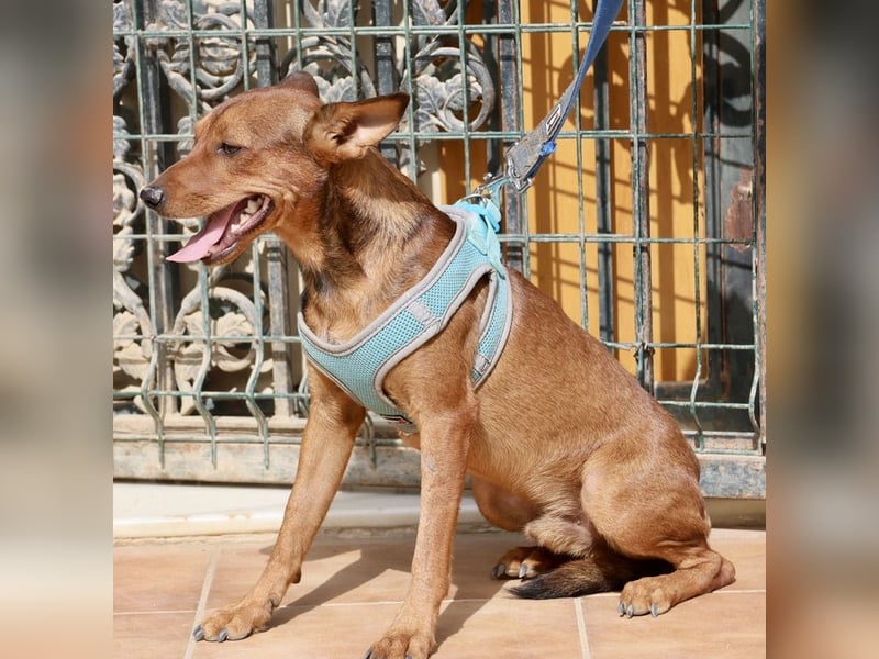 Ilia Topuria - lässt sich gerne anfassen, Leinenführig und Verspielt