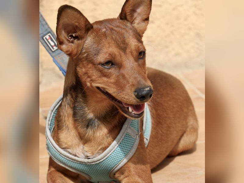 Ilia Topuria - lässt sich gerne anfassen, Leinenführig und Verspielt