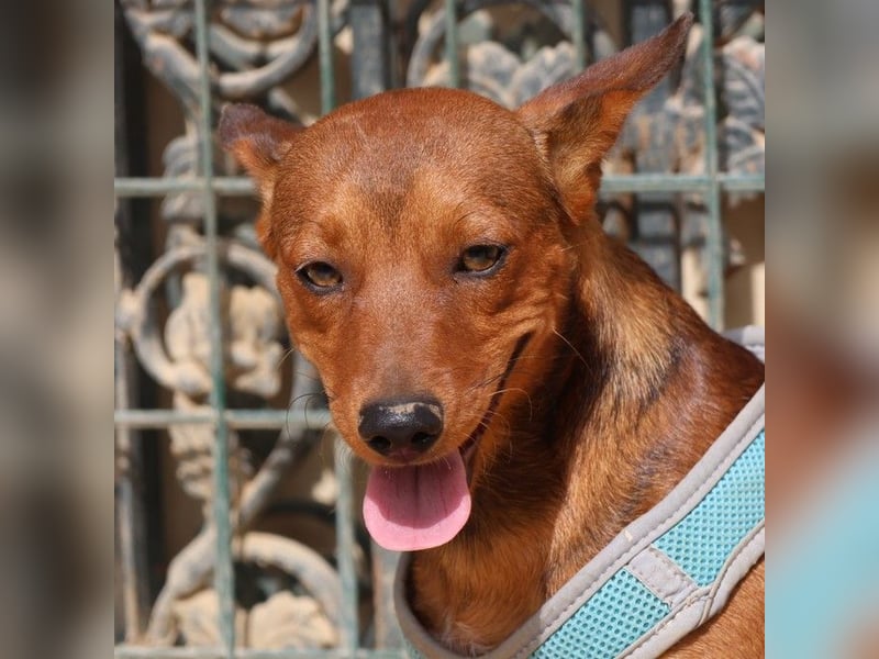 Ilia Topuria - lässt sich gerne anfassen, Leinenführig und Verspielt