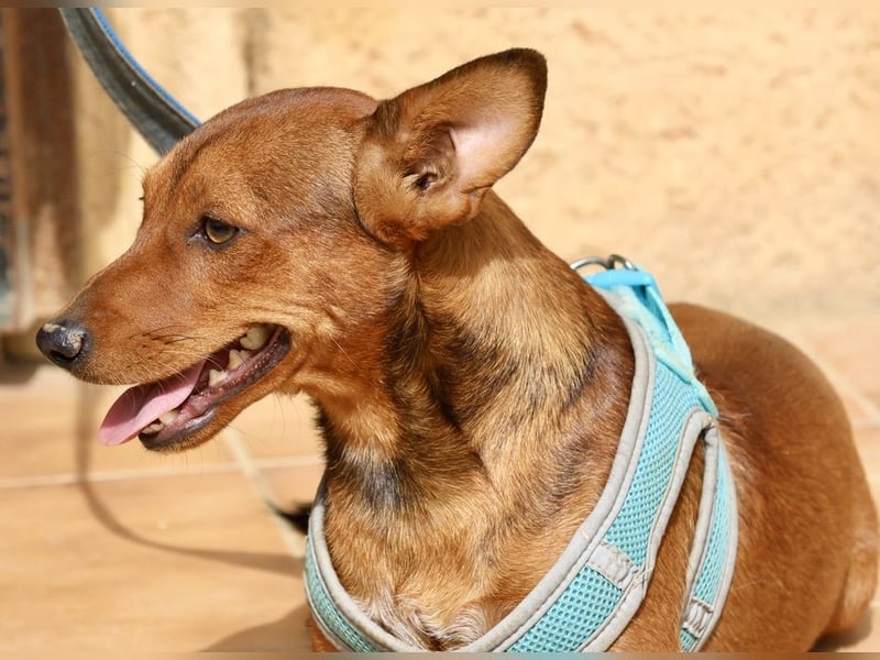 Ilia Topuria - lässt sich gerne anfassen, Leinenführig und Verspielt