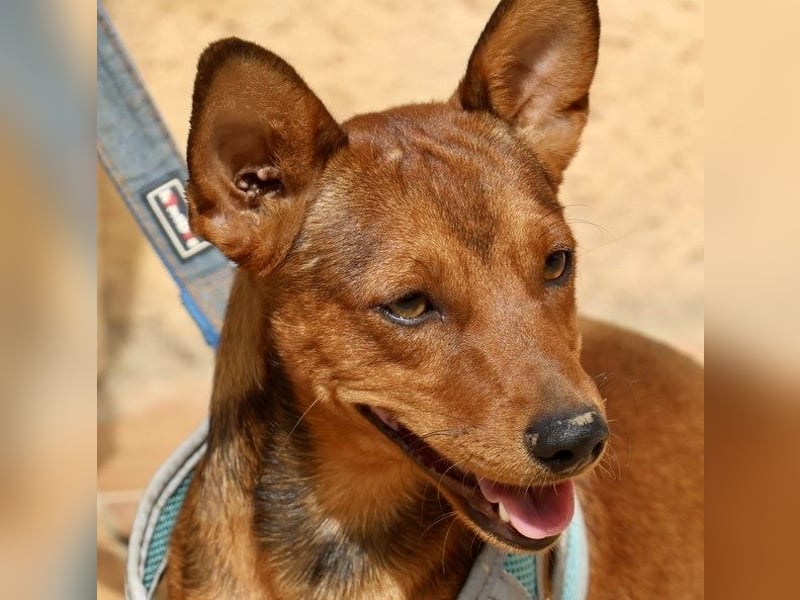 Ilia Topuria - lässt sich gerne anfassen, Leinenführig und Verspielt