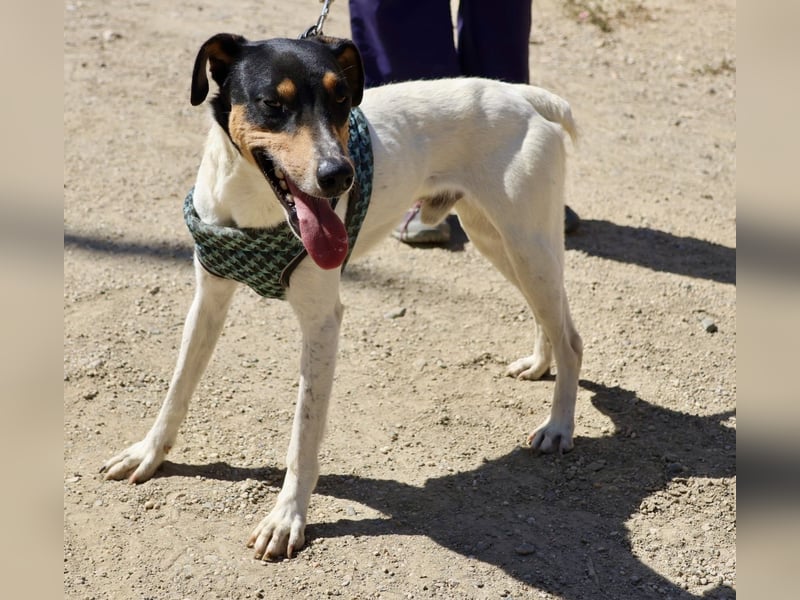 Milo - lässt sich gerne anfassen, freundlich und zutraulich