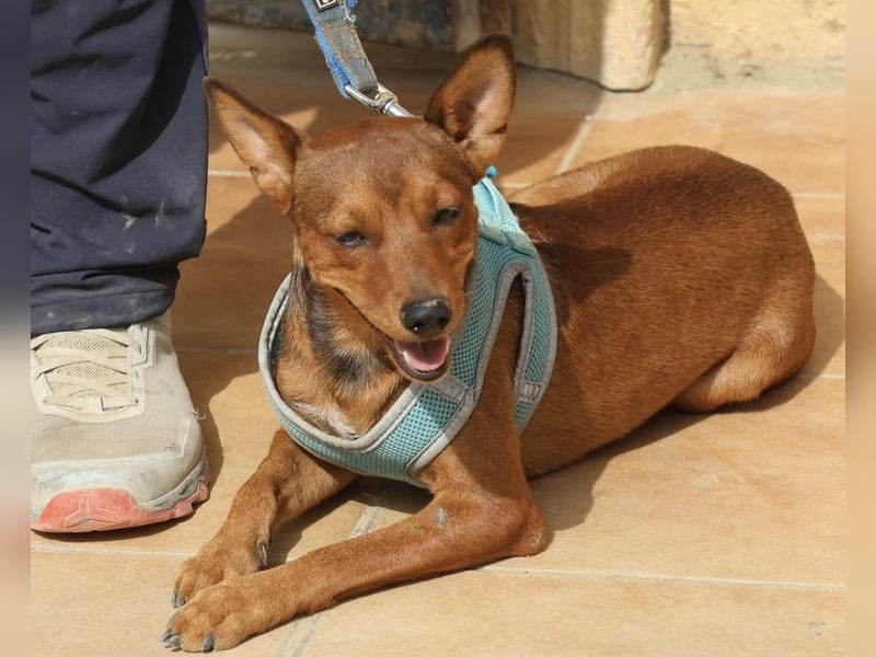 Ilia Topuria - lässt sich gerne anfassen, Leinenführig und Verspielt