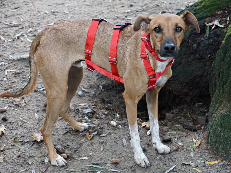 Miki - neugierig, stubenrein und freundlich / bereits in Deutschland